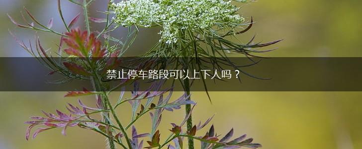 禁止停车路段可以上下人吗？,第1张
