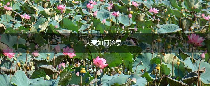 大麦如何验票,第1张