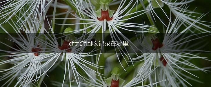 cf手游回收记录在哪里,第1张
